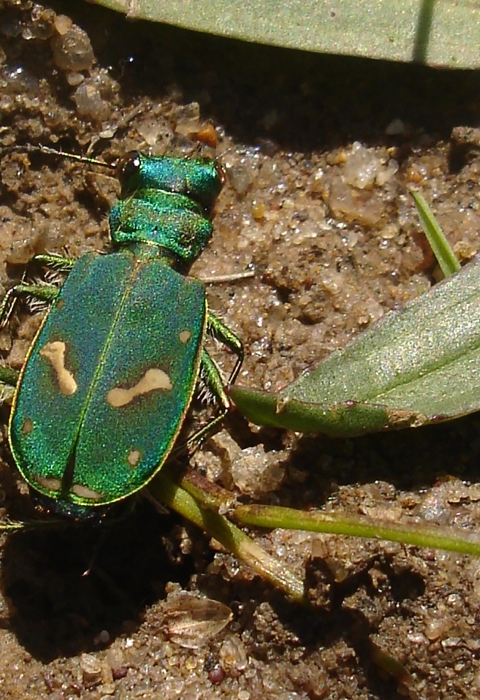 A shiny green beetle