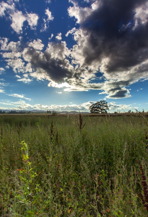 View of a green field under a blue sky with some clouds.