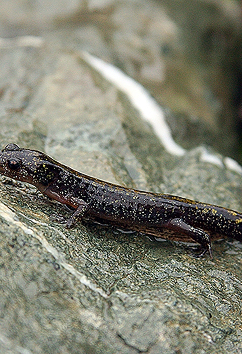 A long, dark brown salamander sits on a rock