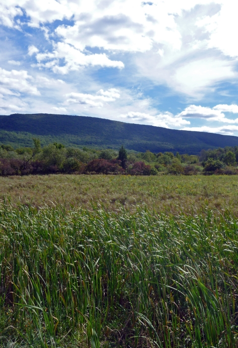 A field of tall waving grass is visible in the foreground. Behind that, near the horizon, trees begin to appear, and behind them green mountains. The sky is blue with spectacular white clouds. 