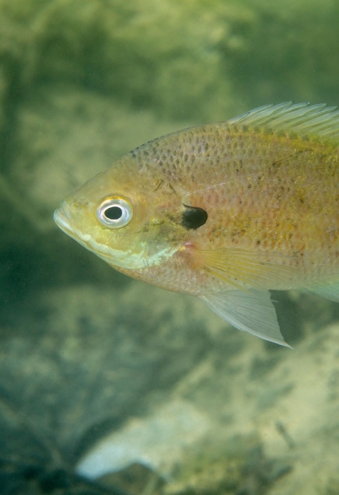 A photo of a small olive green fish swimming underwater over rocks. 