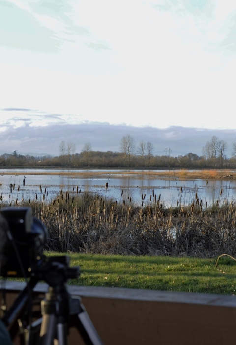A woman aims her camera at birds through a photography blind at Ankeny National Wildlife Refuge in Oregon.