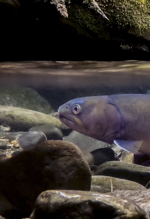 The photo view is split between above and below water. Above, there is a jumble of downed trees, boulders, and moss. Below, floating above the rocky bottom, is a fish in profile.