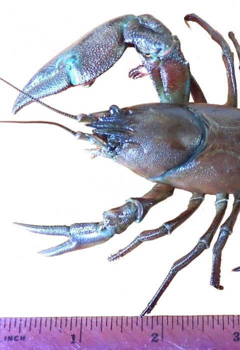 a crayfish next to a ruler