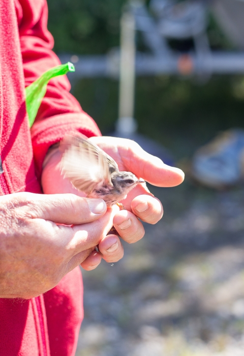 close up of hands releasing a small bird