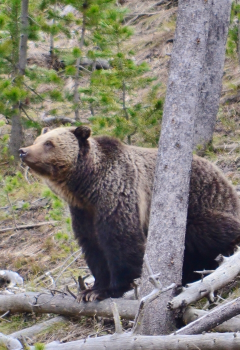Grizzly bear with cub 