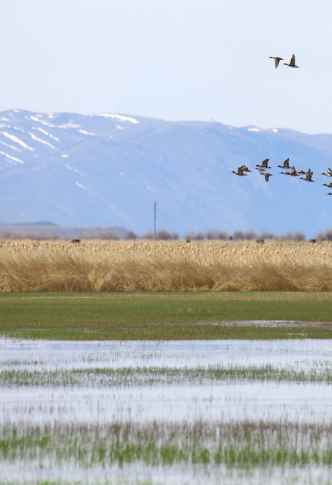 Ducks fly over a wetland, with tan grasses and mountains in the background