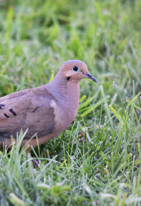 Mourning Doves in grass
