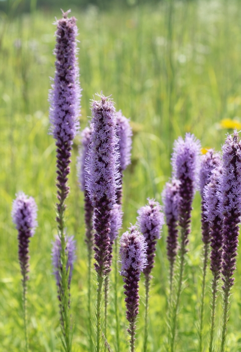 A field of prairie blazing star in bloom along the prairie