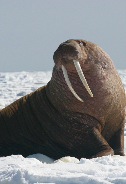 A large Pacific walrus bull watches the camera. 