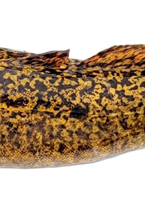 a brown mottled fish
