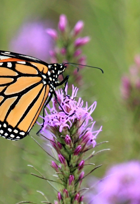 A monarch butterfly on blazing star