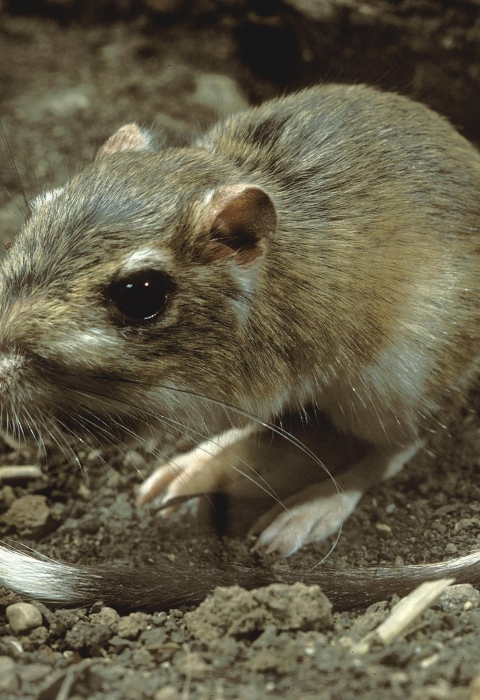 a small rodent with a long thin tail and large rear feet