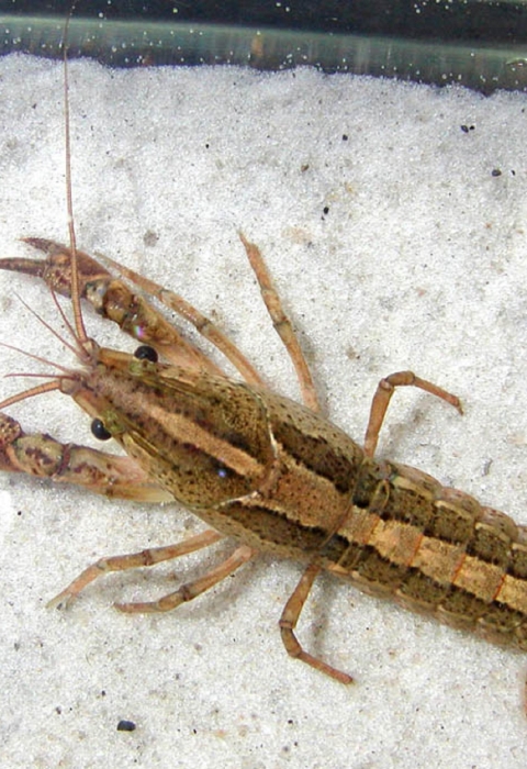 This species has a brown body with a dark brown to black stripe and a light brown to tan stripe that stretches from the head to its tail. The sides of the cephalothorax (the head and chest) are tan with reddish-brown spots.