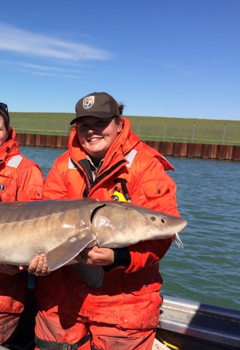 Three biologists hold a large lake sturgeon