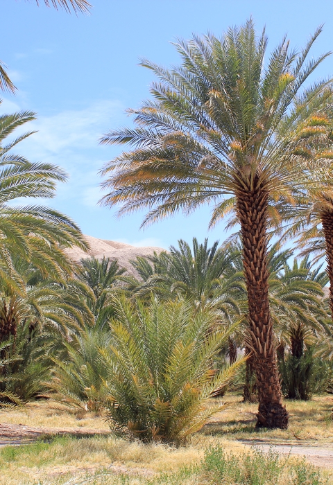 Date Palm Trees in rows