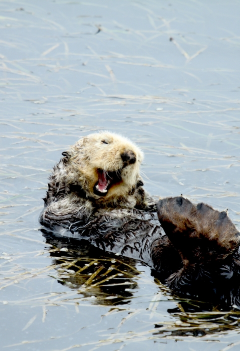Sea otter yawns in eelgrass in Morro Bay