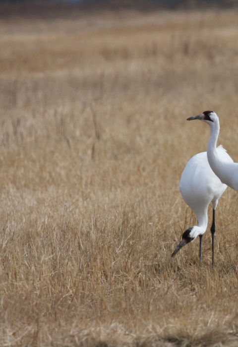 Two whooping cranes in a field