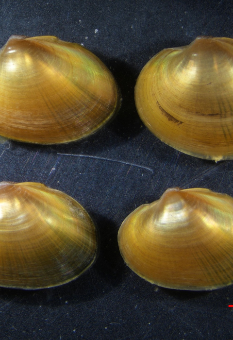 found small mussels placed on a black surface