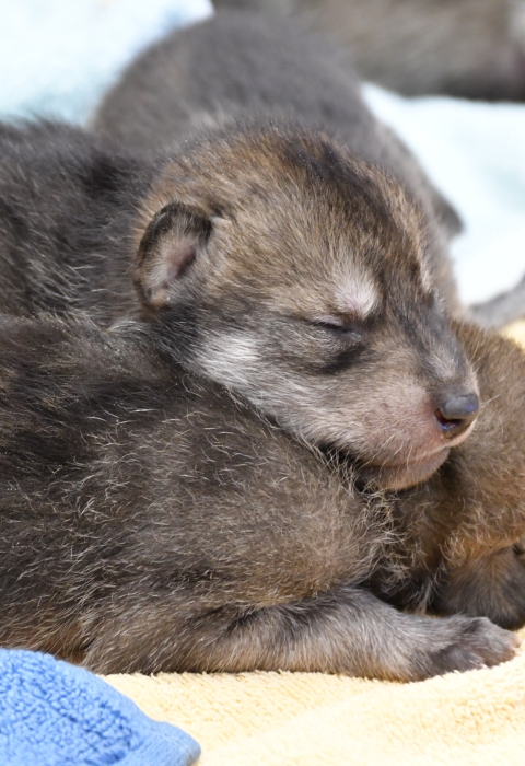 Two Mexican wolf pups asleep on a blanket