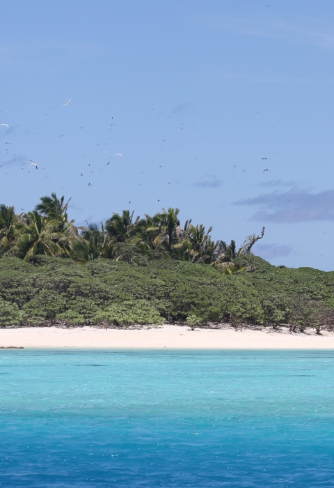 A view of Rose Atoll from the ocean. Clear, blue water and a light blue sky accent lush green forests and white sand.