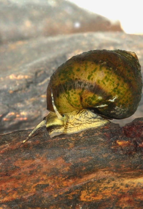 Oblong Rocksnail