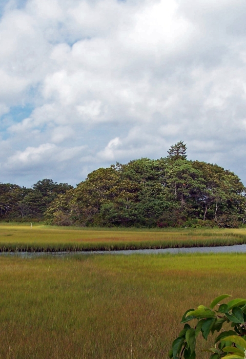 Green-yellow marshes in the foreground lead to a tree-covered island, with a small pier.