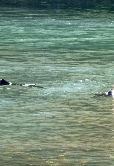 Two interns snorkeling in the Big Quilcene River.