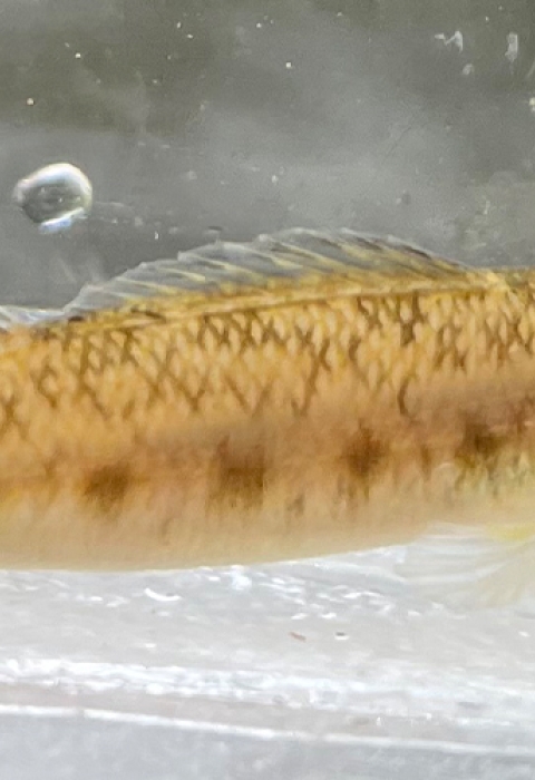 Single coal darter in a viewing box