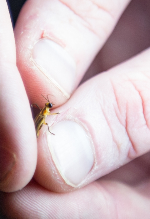 Biologist holds Bethany Beach firefly to confirm species markings