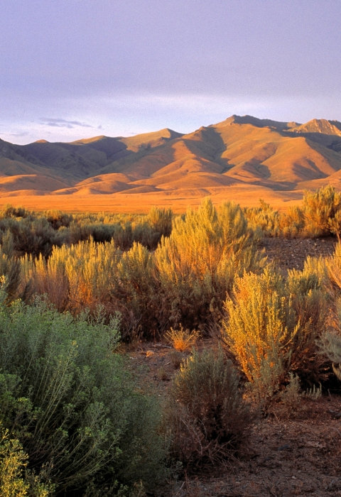 Sagebrish lit up by golden hour lighting in the Great Basin. Mountains are off in the background with a golden-orange color.