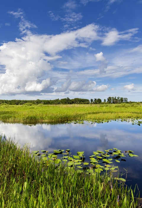 A scenic photo of a swamp in the Arthur R. Marshall Loxahatchee National Wildlife Refuge on a clear day.