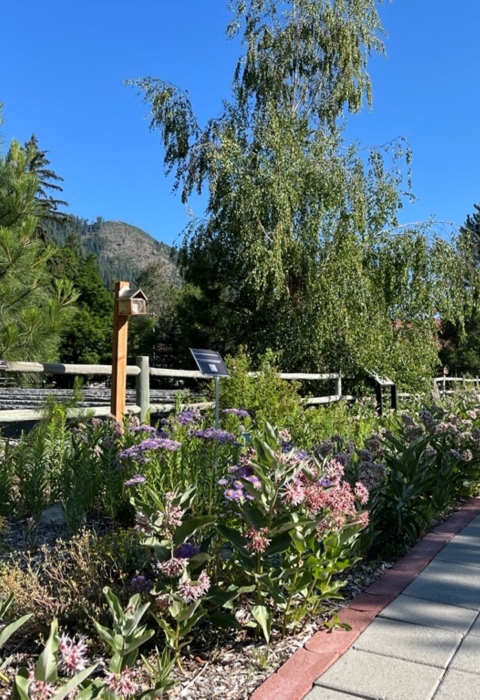 a garden blooms next to a paved path