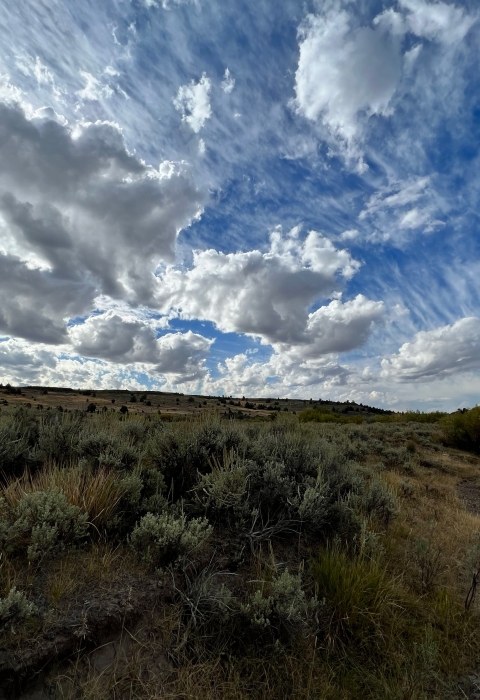 A sagebrush landscape can be seen with an expansive, cloudy sky.