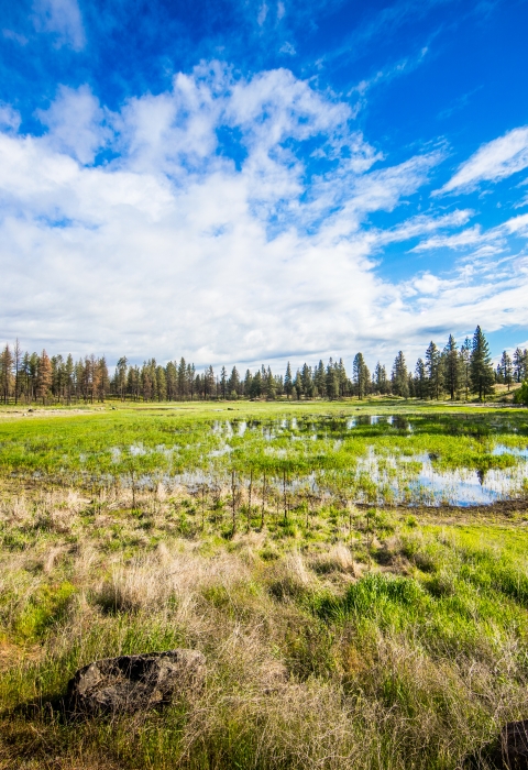 A small perennial wetland