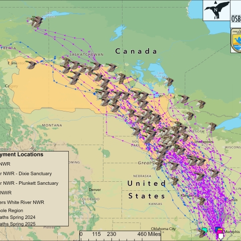 Osborne Lab GPS Backpack Migration Paths 2024 - 2025