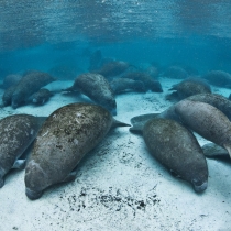 Group of manatees resting in the warm, clear, blue water of Three Sisters Springs