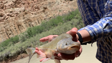 Image of a biologist holding a Humpback Chub with the Colorado River in the background