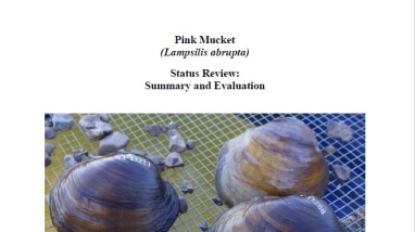 Photo of the title page of the review document