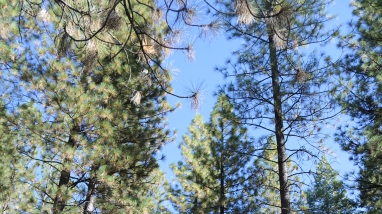 A well-managed forest with tall pine trees and no shrubs or grass on the ground.