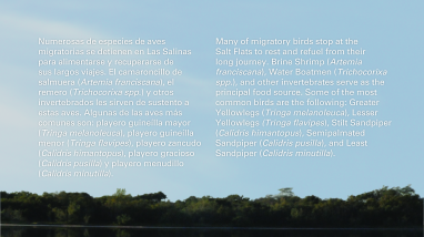 Why Do So Many Migratory Birds Visit the Cabo Rojo Salt Flats? (Eng/Spa)