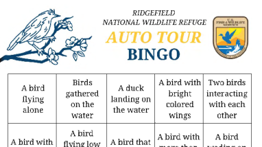 Auto Tour Bird Bingo - Descriptions