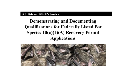 Recovery Permit Bat Application Tips