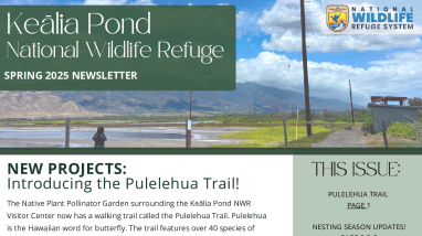 Kēalia Pond Newsletter - Spring/Summer 2025