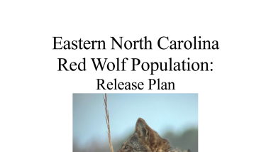 2025 - 2026 Red Wolf Release Plan