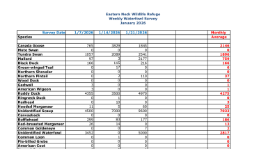 ENNWR Waterfowl Survey January 2026