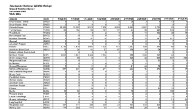 BNWR Winter 2026 Waterfowl Survey