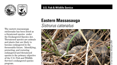 Eastern Massasauga Rattlesnake Fact Sheet
