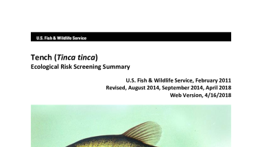 Ecological Risk Screening Summary - Tench (Tinca tinca) - High Risk