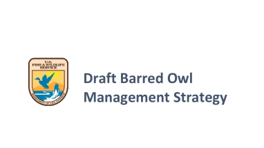 Draft Barred Owl Management Strategy